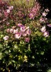 Zawilec japoński 'Monte Rose' (Anemone hybrida)