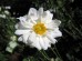 Zawilec japoński ‘Whirlwind’ (Anemone hybrida)