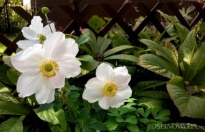 Zawilec japoński ‘Whirlwind’ (Anemone hybrida)