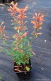 Kłosowiec ‘Kudos Mandarin’ (Agastache x hybride) 