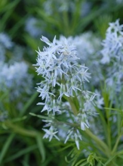 Amsonia Hubrichta (Amsonia hubrichtii)