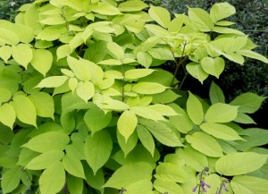 Aralia sercowata ‘Sun King’ Dzięgława (Aralia cordata)