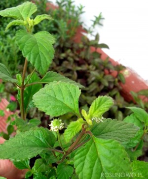 Słodkie azteckie ziele (Lippia dulcis)