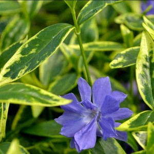 Barwinek mniejszy 'Moonlit' (Vinca minor)