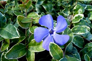 Barwinek mniejszy 'Ralph Shugert' (Vinca minor)