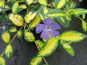 Barwinek pospolity 'Illumination' (Vinca minor)