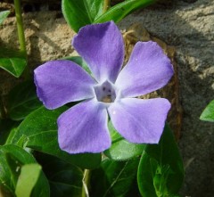 Barwinek większy (Vinca major)