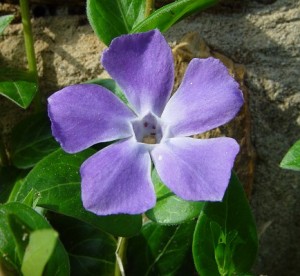 Barwinek większy (Vinca major)