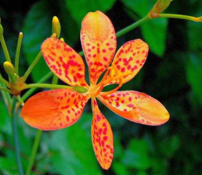 Belamkanda chińska (Belamcanda chinensis-Iris domestica)