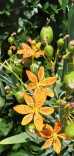 Belamkanda chińska (Belamcanda chinensis-Iris domestica)