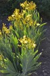 Belamkanda chińska 'Hello Yellow' (Belamcanda chinensis ‘Hello Yellow’ - Iris domestica)