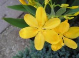 Belamkanda chińska 'Hello Yellow' (Belamcanda chinensis ‘Hello Yellow’ - Iris domestica)