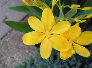 Belamkanda chińska 'Hello Yellow' (Belamcanda chinensis ‘Hello Yellow’ - Iris domestica)