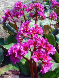 Bergenia sercowata 'Abendglut' (Bergenia cordifolia)