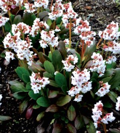 Bergenia 'Angel Kiss' (Bergenia cordifolia)