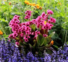 Bergenia 'Flirt' (Bergenia cordifolia)