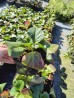 Bergenia 'Jelle' (Bergenia cordifolia)