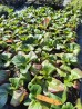 Bergenia 'Jelle' (Bergenia cordifolia)