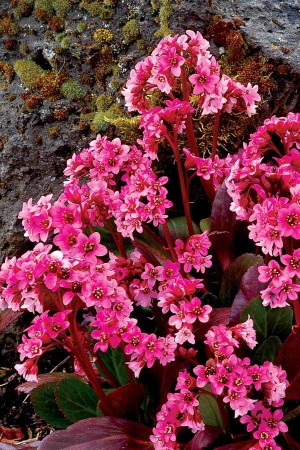 Bergenia 'Pink Dragonfly' (Bergenia cordifolia)