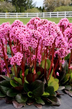 Bergenia 'Spring Fling' (Bergenia cordifolia)