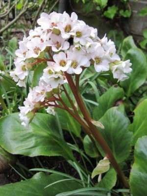 Bergenia 'Bressingham White' (Bergenia cordifolia)