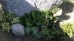 Bergenia sercowata (Bergenia cordifolia). Zestaw 10 sztuk