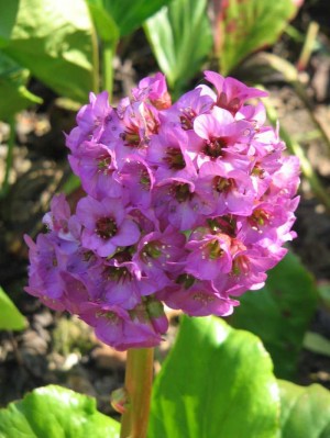 Bergenia sercowata (Bergenia cordifolia). Zestaw 10 sztuk