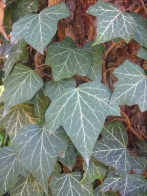 Bluszcz pospolity (Hedera helix)