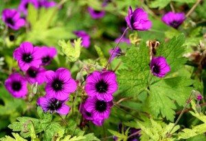 Bodziszek  'Ann Folkard' (Geranium)