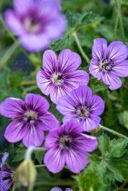 Bodziszek Wallicha 'Havana Blues' (Geranium wallichianum)