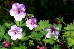 Bodziszek 'Joy' (Geranium)