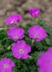 Bodziszek czerwony 'Max Frei' (Geranium sanquineum 'Max Frei')