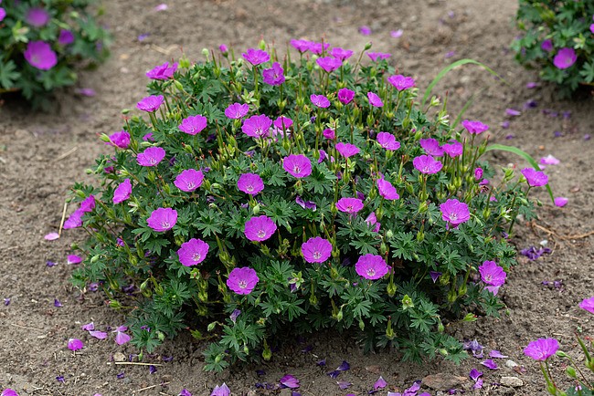 Bodziszek czerwony 'Max Frei' (Geranium sanquineum 'Max Frei')