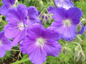 Bodziszek 'Orion' (Geranium)