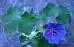 Bodziszek Renarda 'Philippe Vapelle' (Geranium renardii)