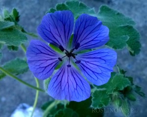 Bodziszek Renarda 'Philippe Vapelle' (Geranium renardii)