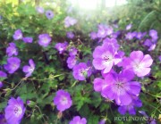 Bodziszek mieszańcowy 'Rozanne' (Geranium x hybridum)