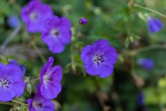 Bodziszek mieszańcowy 'Rozanne' (Geranium x hybridum)