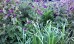 Bodziszek żałobny 'Samobor' (Geranium phaeum)