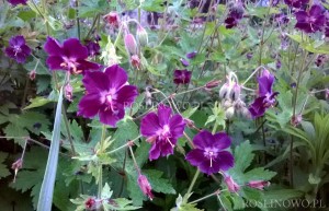 Bodziszek żałobny 'Samobor' (Geranium phaeum)