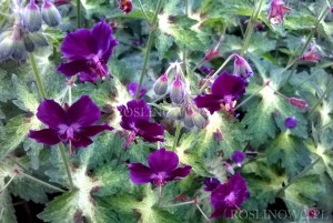 Bodziszek żałobny 'Springtime' (Geranium phaeum) 