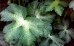 Bodziszek żałobny 'Springtime' (Geranium phaeum) 