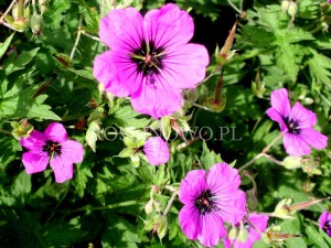 Bodziszek armeński (Geranium psilostemon)