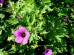 Bodziszek armeński (Geranium psilostemon)