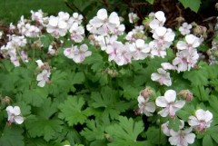 Bodziszek kantabryjski ‘Biokovo’ (Geranium x cantabrigiense)