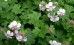 Bodziszek kantabryjski ‘Biokovo’ (Geranium x cantabrigiense)