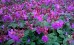 Bodziszek kantabryjski (Geranium x cantabrigense)