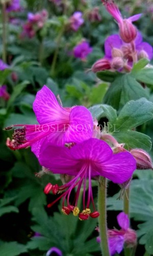 Bodziszek kantabryjski (Geranium x cantabrigense)