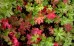 Bodziszek korzeniasty (Geranium macrorrhizum) 