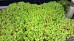 Bodziszek korzeniasty (Geranium macrorrhizum) 